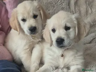 Golden Retriever dogs Ready Today! Adorable Golden Retriever Puppies - Advert 1