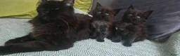 Maine Coon cats for sale: Maine coon kittens - Advert 3