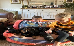 Miniature Dachshund dogs for sale: Beautiful Very Miniature Dachshunds - Advert 15