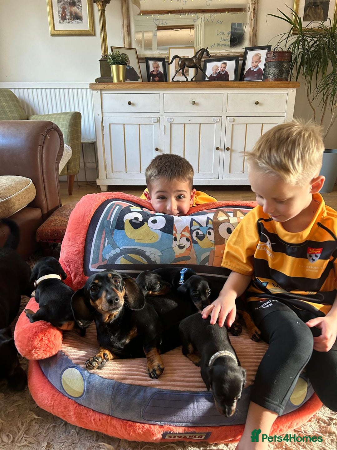 Miniature Dachshund dogs for sale: Beautiful Very Miniature Dachshunds - Advert 15