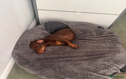 Dachshund dogs for sale: Loving Daxy for sale - Image 3