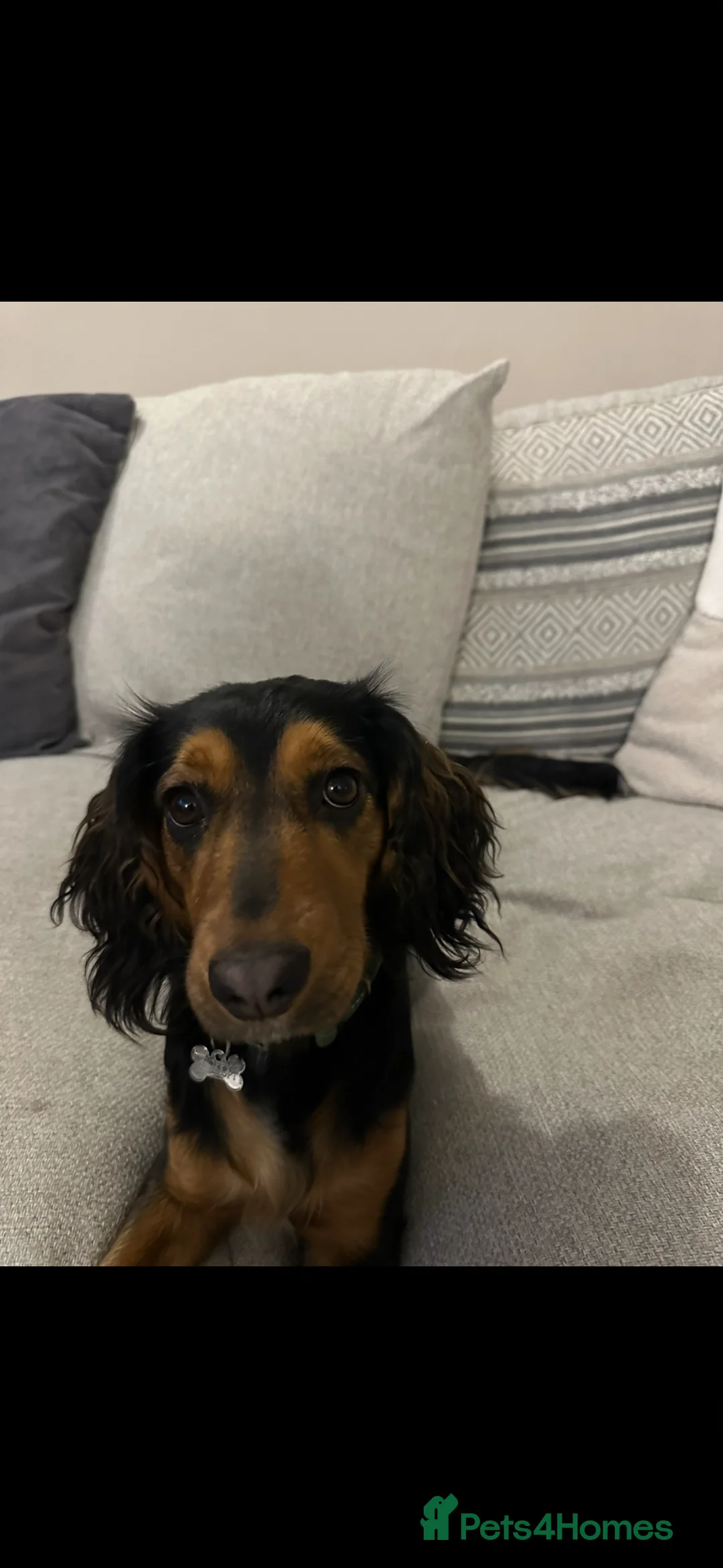 Cocker Spaniel dogs for sale: 1 year old cocker spaniel puppy - Advert 3