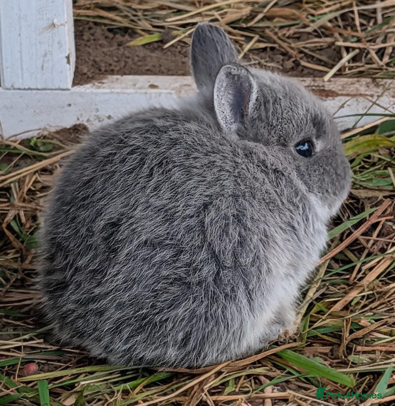 Netherland Dwarf rabbits Gorgeous Netherland Dwarf Rabbits - Advert 15