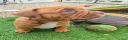 Mixed Breed dogs for sale: English bulldog x standard American bully  - Advert 1