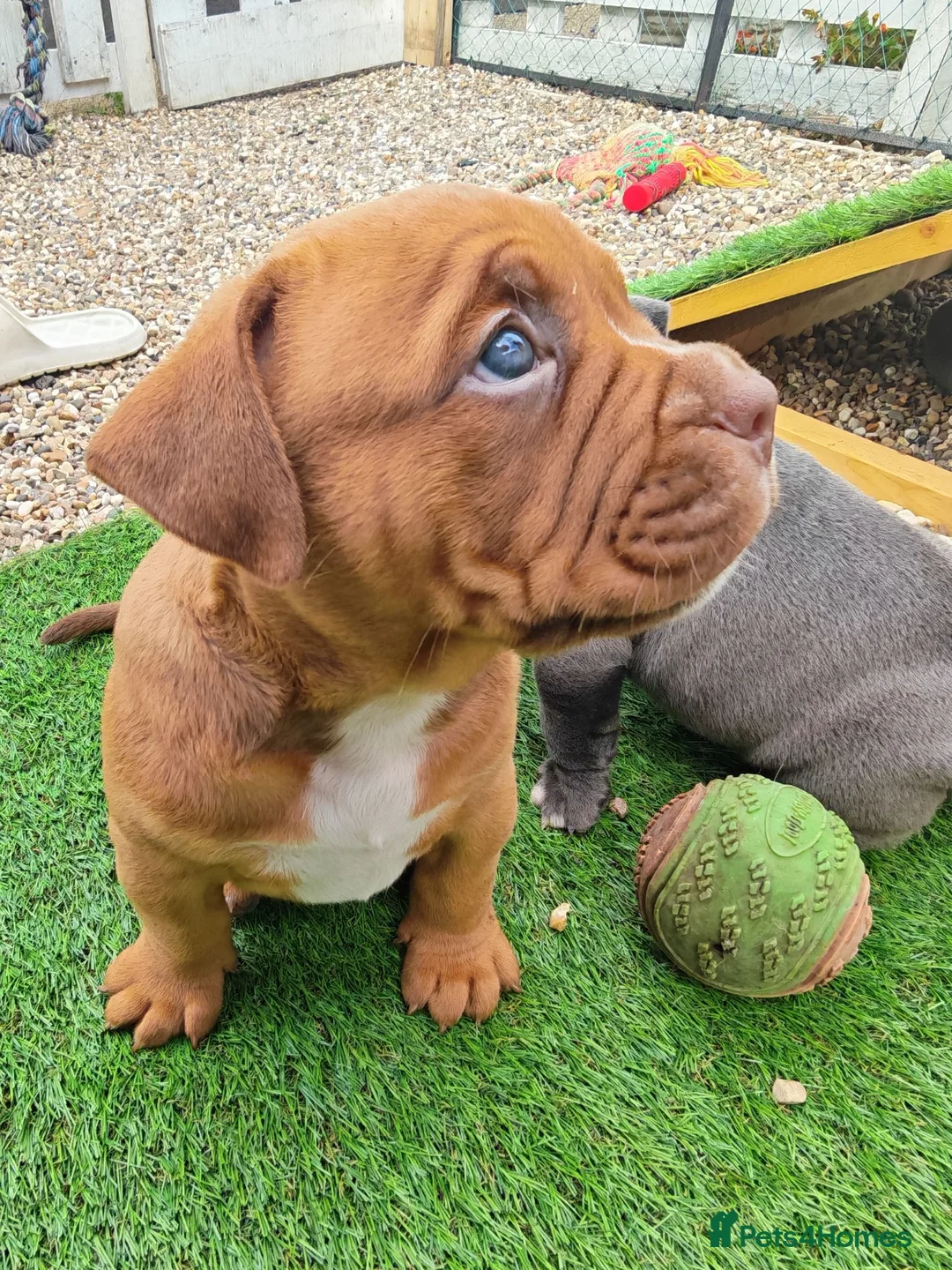 Mixed Breed dogs for sale: English bulldog x standard American bully  - Advert 1