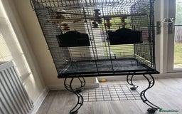 Budgerigars birds for sale: male and female budgies for sale - Image 2