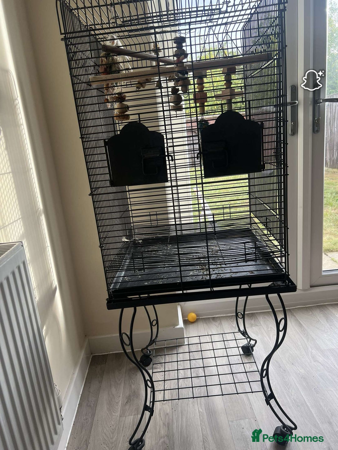 Budgerigars birds for sale: male and female budgies for sale - Image 2
