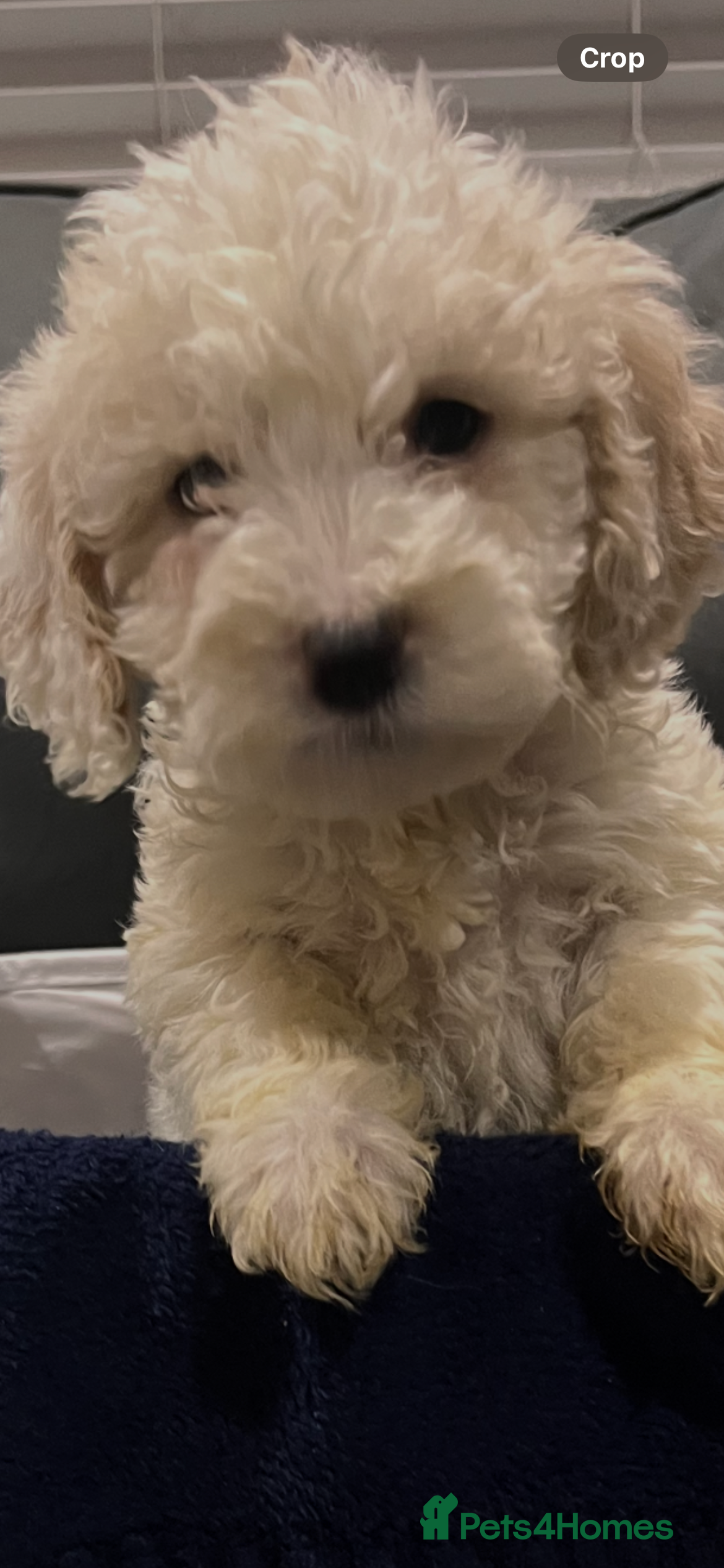 Cockapoo dogs 7 boy cockerpoo puppies ready now   - Advert 15