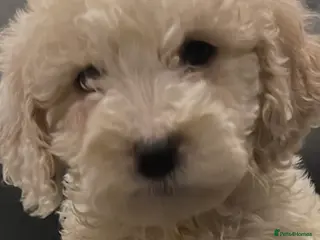 Cockapoo dogs 7 boy cockerpoo puppies ready now - Advert 15