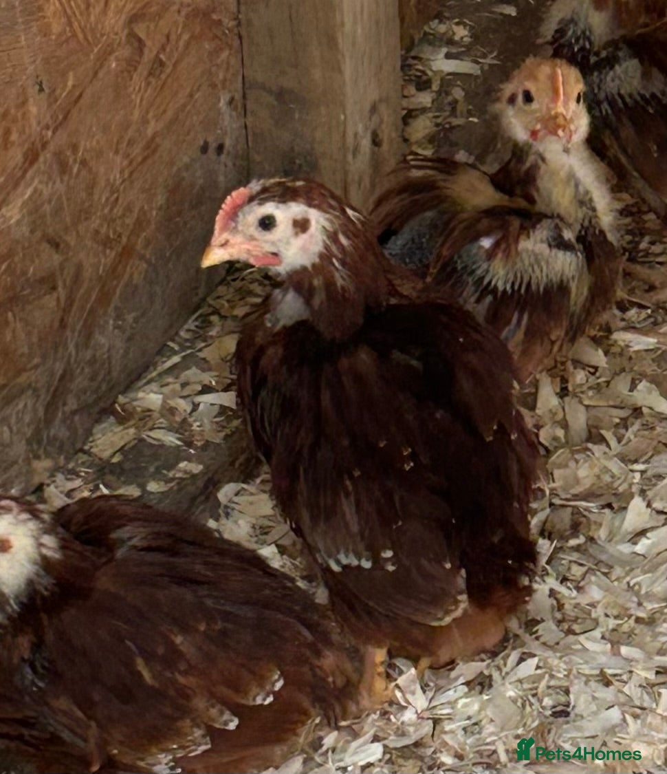 Chickens poultry Rhode Island Red young Cockerel  - Advert 14