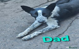 Border Collie dogs for sale: Border Collie Puppies - Image 5