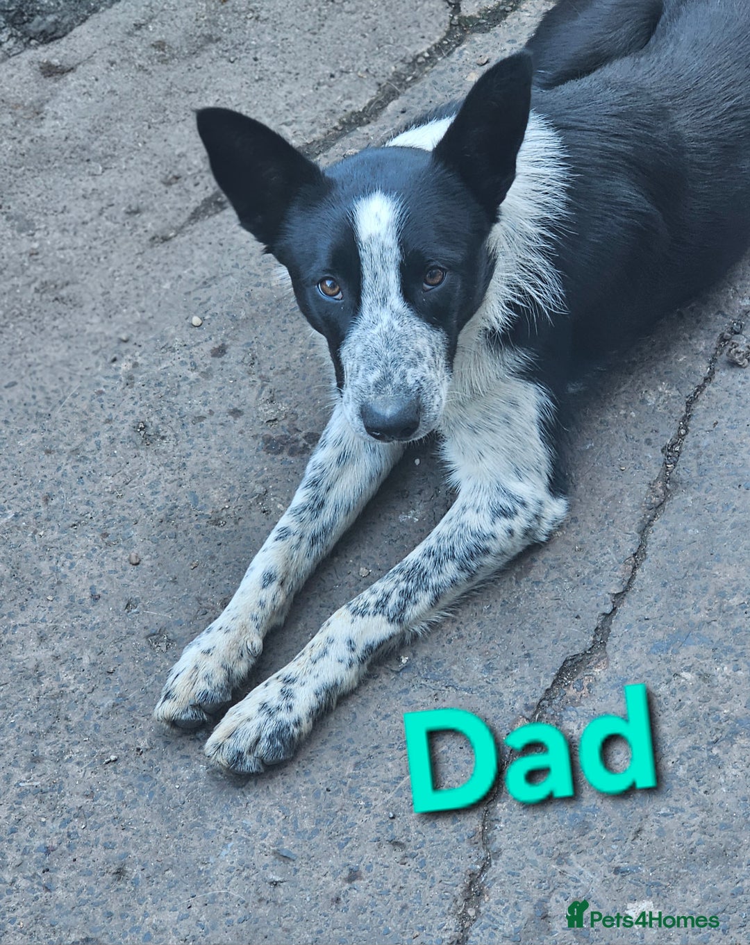 Border Collie dogs for sale: Border Collie Puppies - Image 5