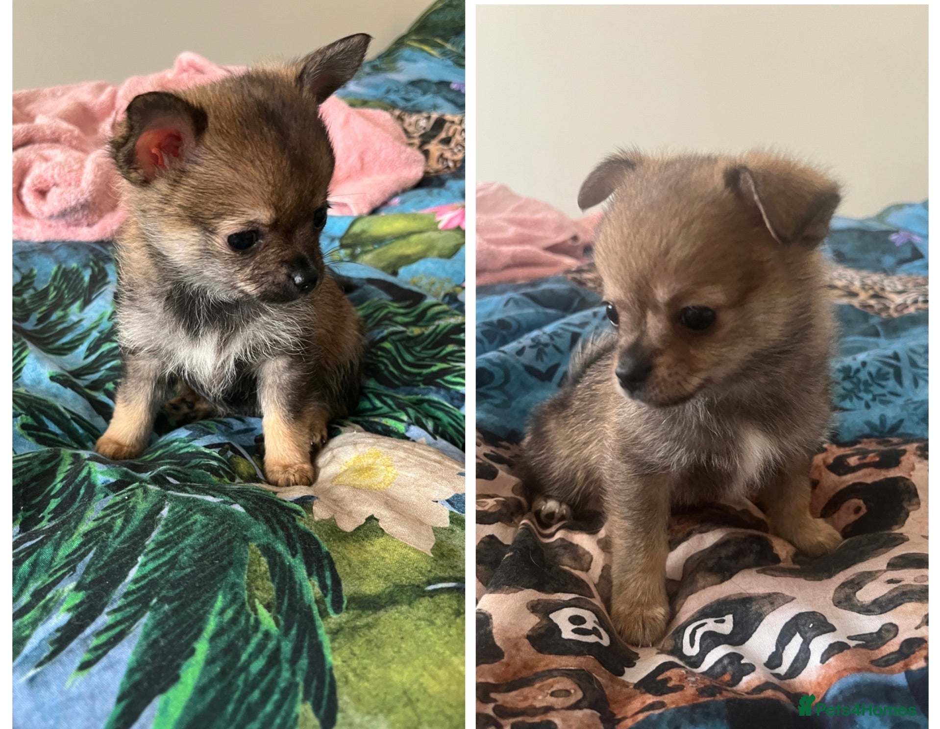 Pomchi dogs Pomchi puppy's **reduced** - Advert 3