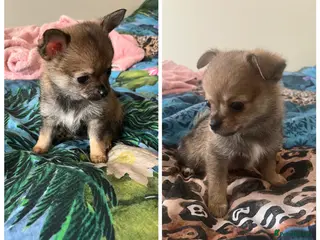 Pomchi dogs Pomchi puppy's **reduced** - Advert 3