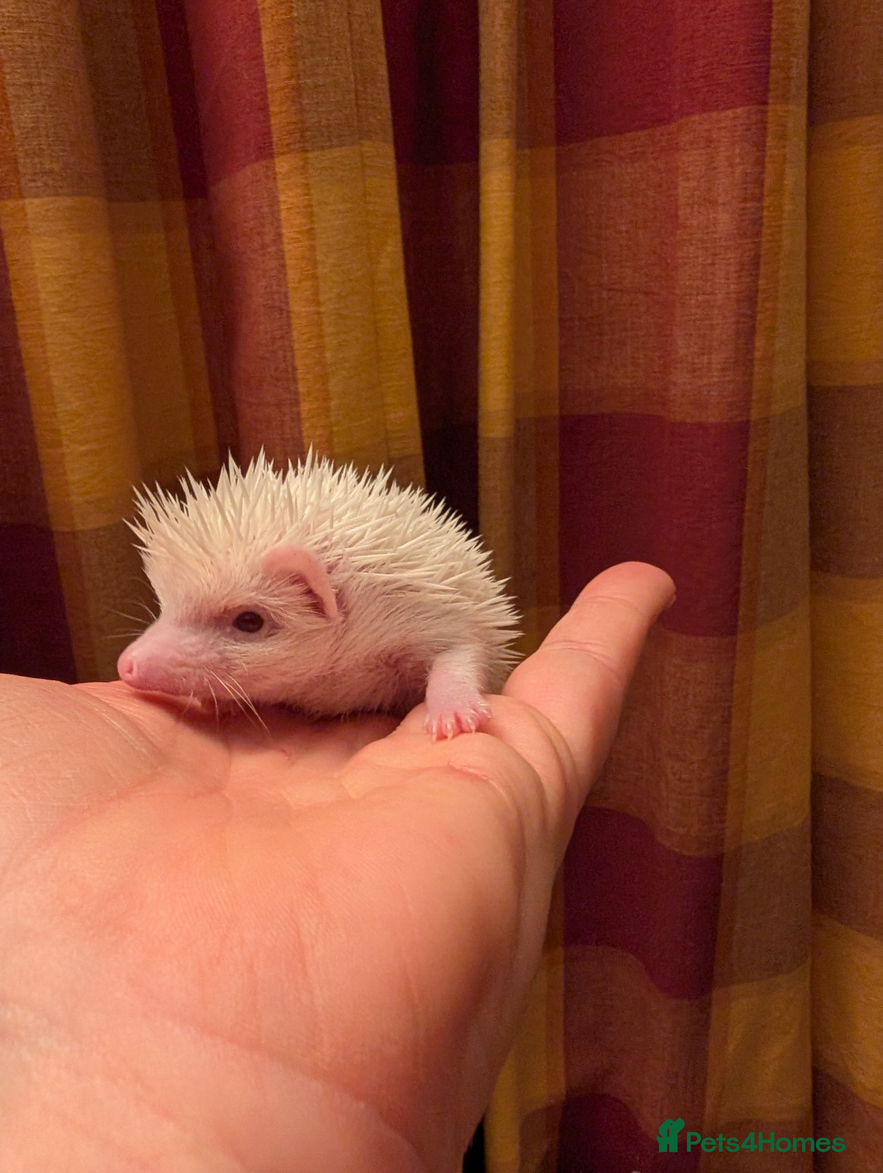 Pygmy Hedgehog rodents Lovely baby boys  - Advert 1