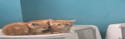Mixed Breed cats for sale: Bengal and British shorthair  - Advert 3