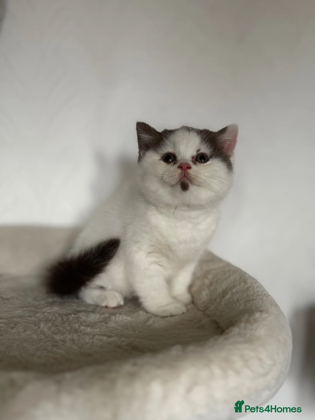British Shorthair cats for sale: Beautiful British shorthair kittens  - Advert 5