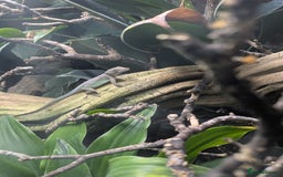 Anole reptiles for sale: Leopard Anoles (Anolis marmoratus marmoratus) - Image 2
