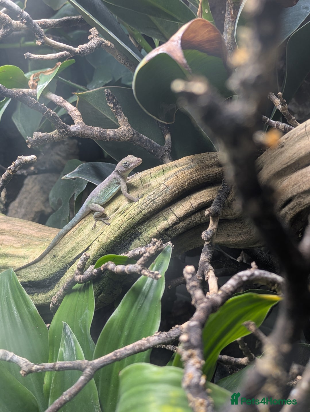 Anole reptiles for sale: Leopard Anoles (Anolis marmoratus marmoratus) - Image 2