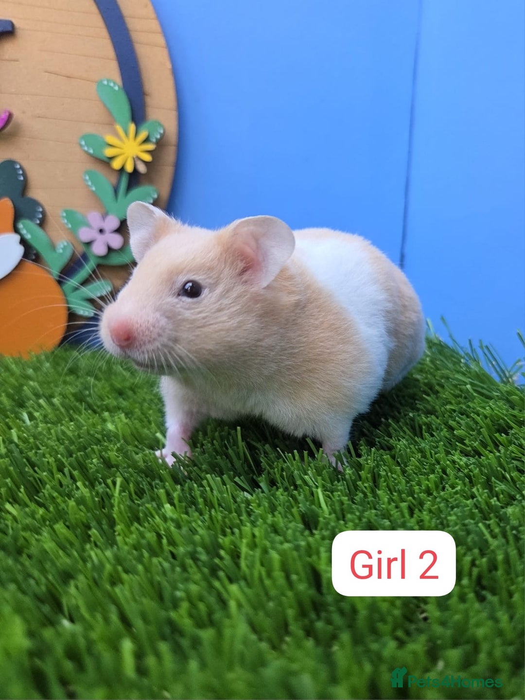 Hamster rodents for sale: Syrian Baby Hamsters Female Girl Pedigree  - Image 5