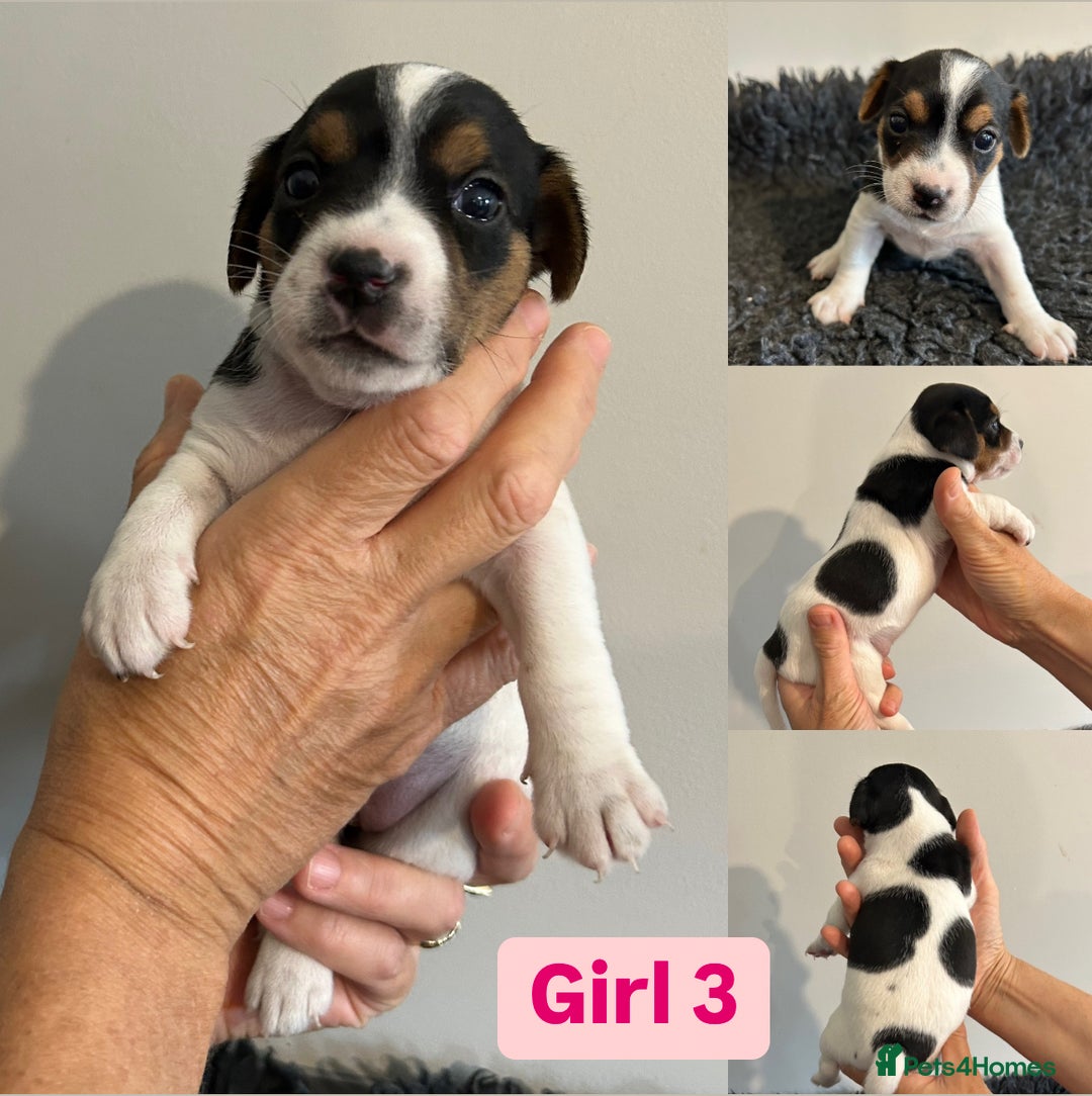 Jack Russell dogs for sale: Jack Russel puppies - Image 4