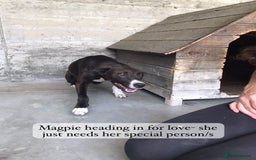 Mixed Breed dogs for adoption: Magpie- beautiful 1 year old- Reserved stc. in Brixham - Image 24