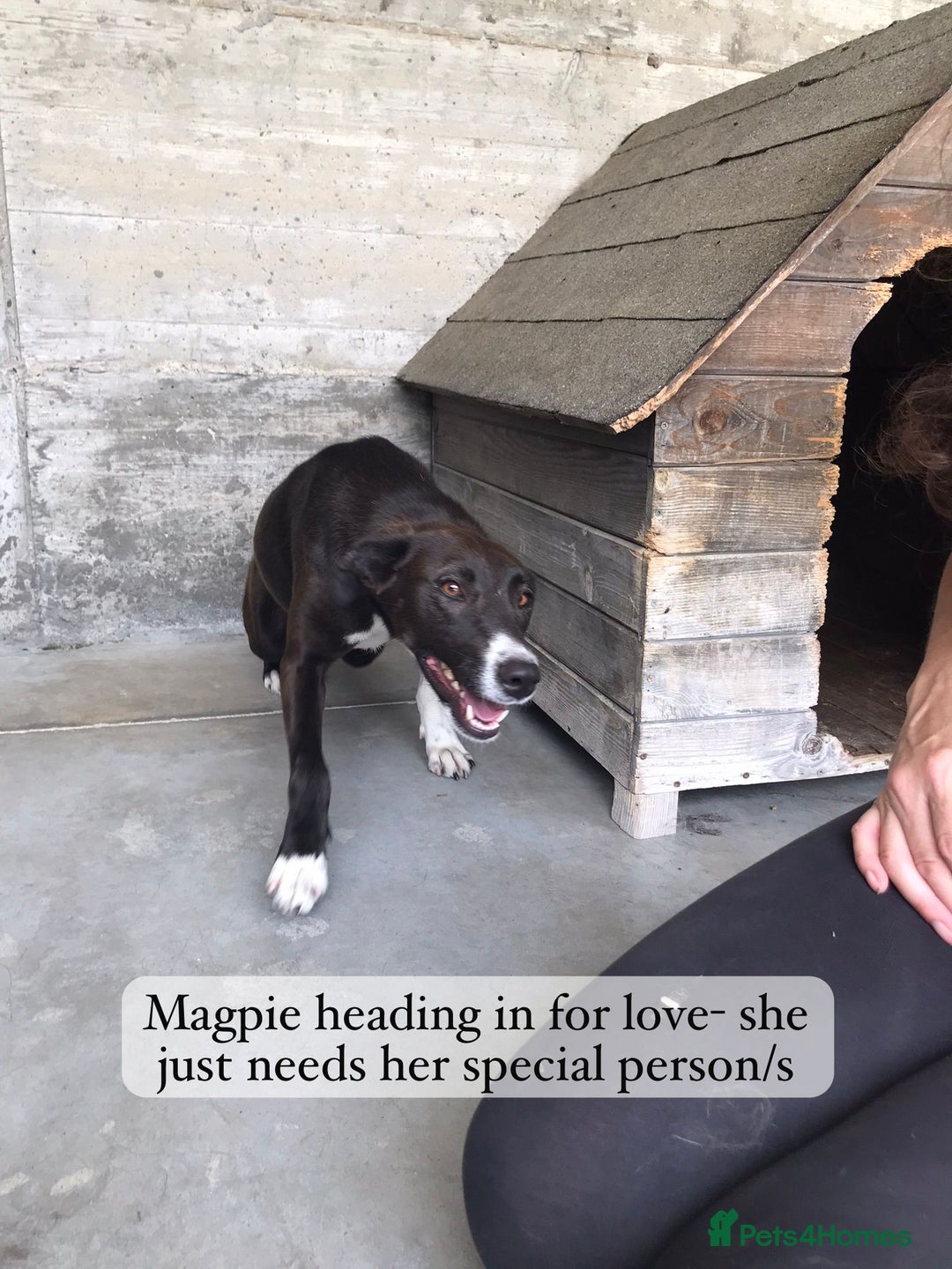 Mixed Breed dogs for adoption: Magpie- beautiful 1 year old- Reserved stc. in Brixham - Image 24