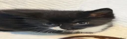 Domestic Shorthair cats for sale: Black and white kittens  - Advert 2