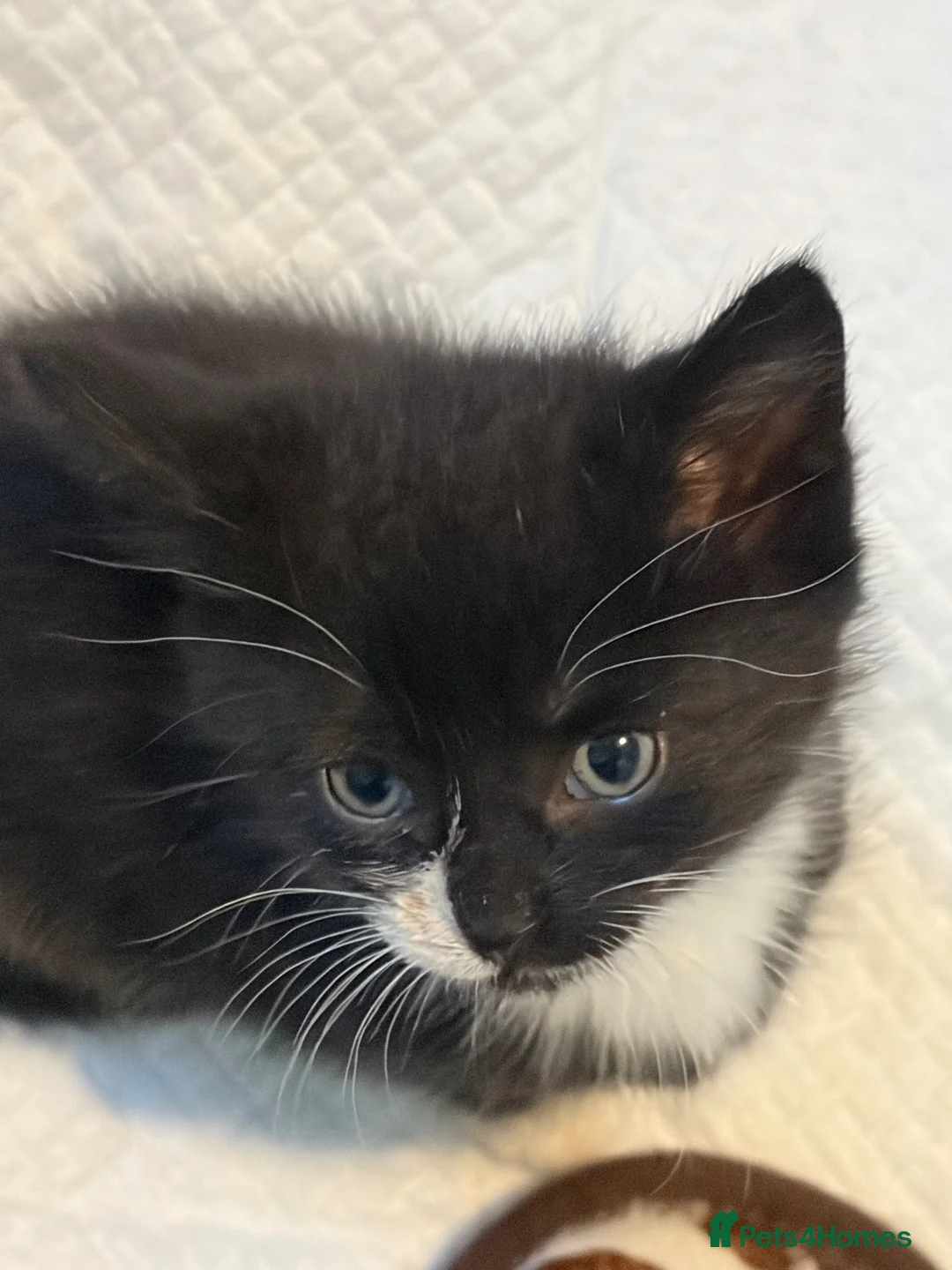 Domestic Shorthair cats for sale: Black and white kittens  - Advert 2