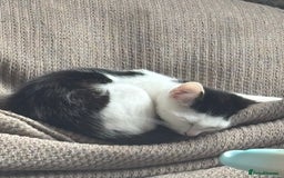 Mixed Breed cats for sale: 13 week old male kitten  - Image 1