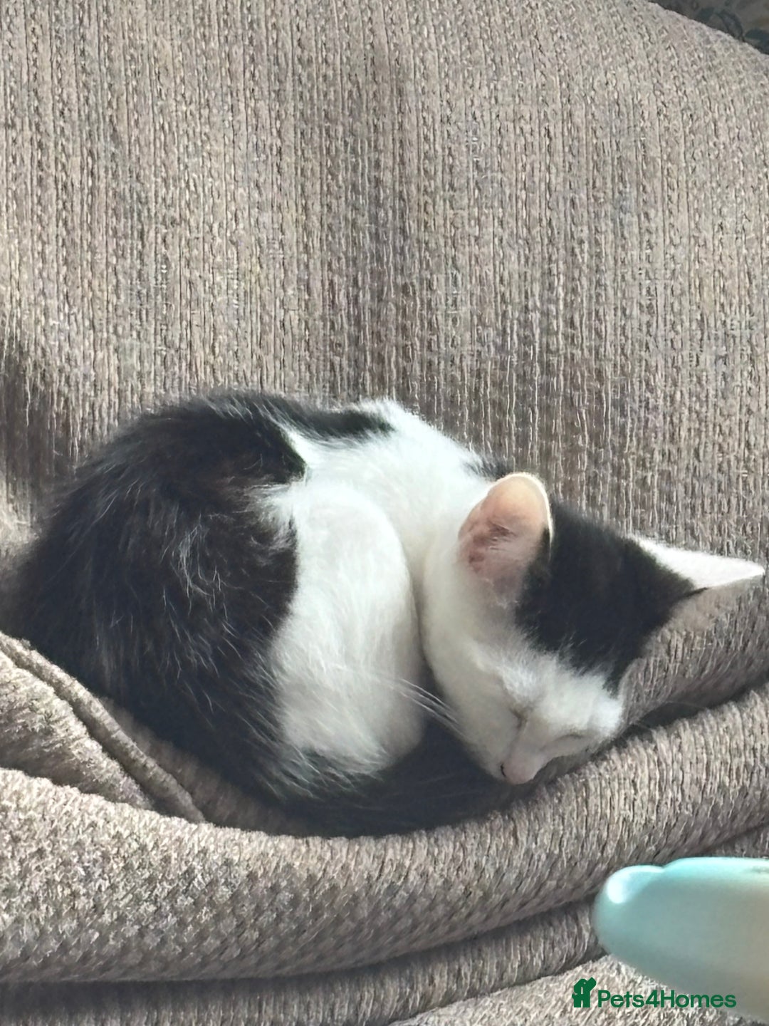 Mixed Breed cats for sale: 13 week old male kitten  - Image 1