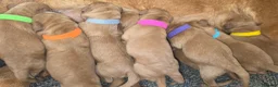 Labradoodle dogs for sale: LABRADOODLES F1 ( HEALTH TESTED PARENTS & G/PARENT - Advert 3