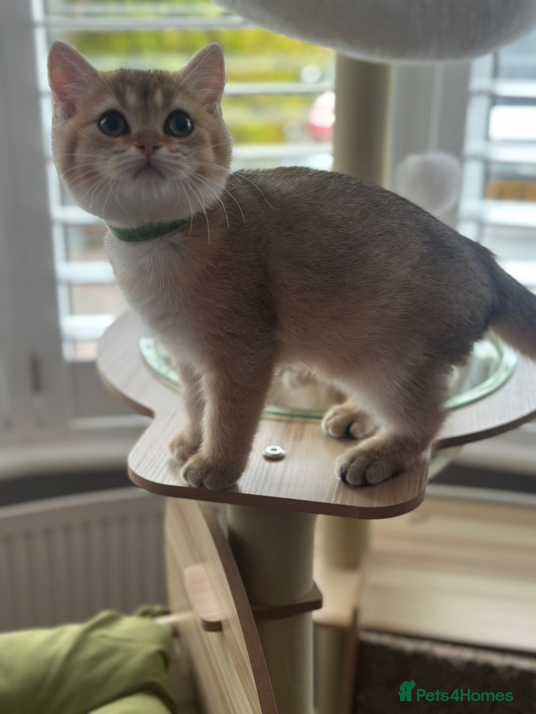 British Shorthair cats for sale: ‼️READY NOW‼️ 2 kittens left  - Advert 22