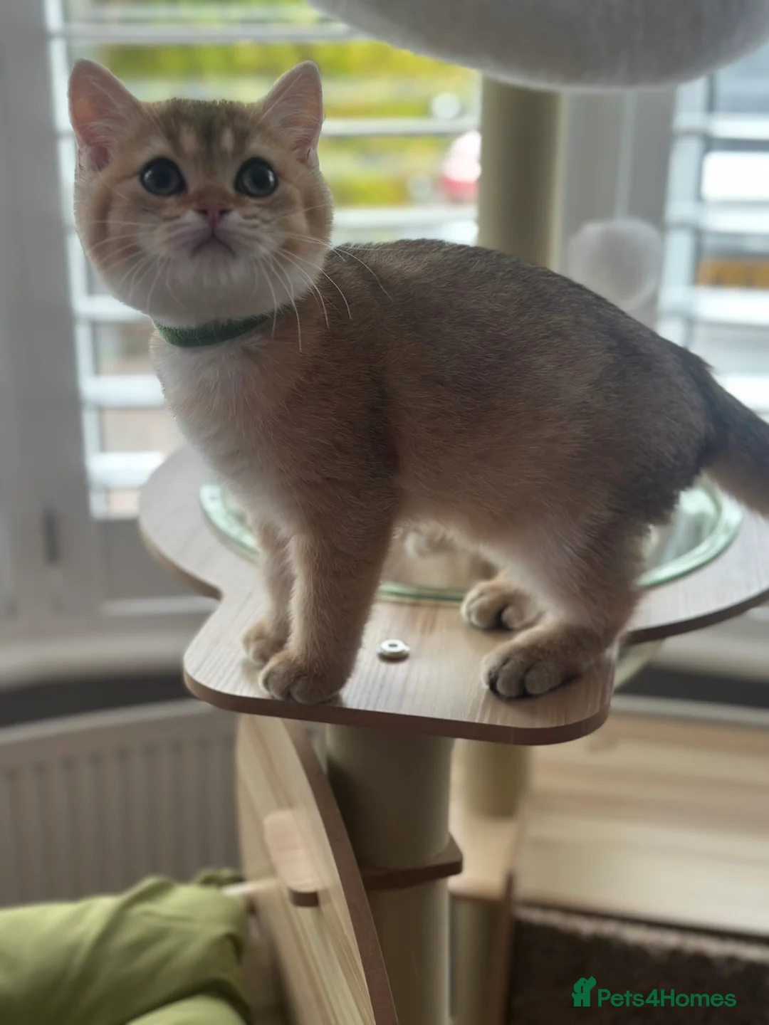 British Shorthair cats for sale: ‼️READY NOW‼️ - Advert 22