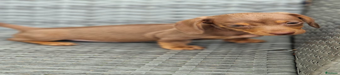 Miniature Dachshund Puppy 2
