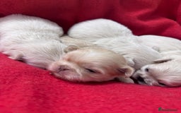 Shih Tzu dogs for sale: Creams shihtzus 5* puppies  - Image 2