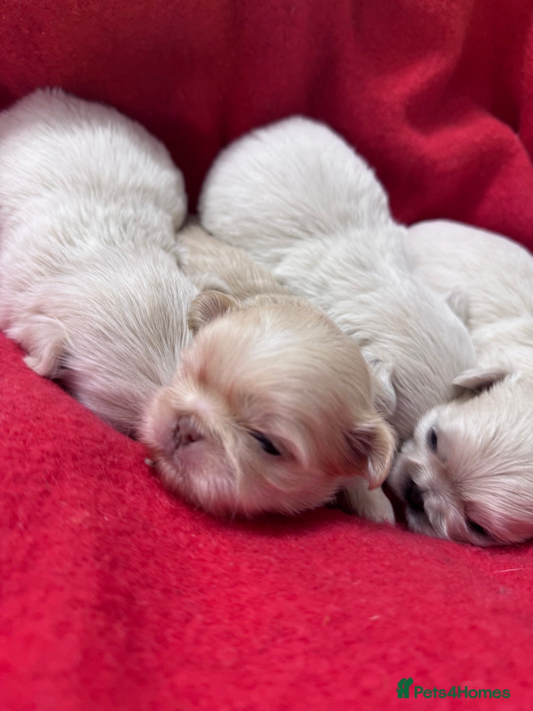 Shih Tzu dogs for sale: Creams shihtzus 5* puppies  - Image 2