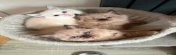 Ragdoll cats for sale: Ragdoll kittens  in Blackburn - Advert 16