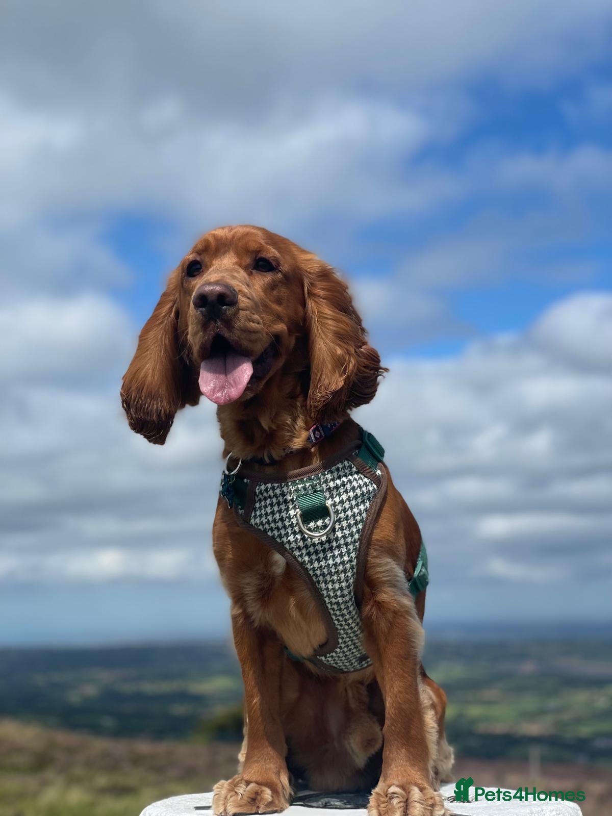 Cocker Spaniel dogs Handsome working Cocker Spaniel for stud - Advert 8