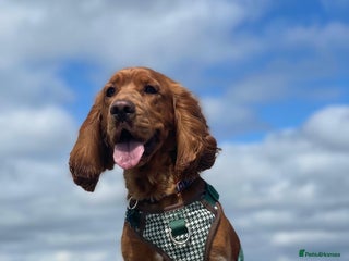 Cocker Spaniel dogs Handsome working Cocker Spaniel for stud - Advert 12
