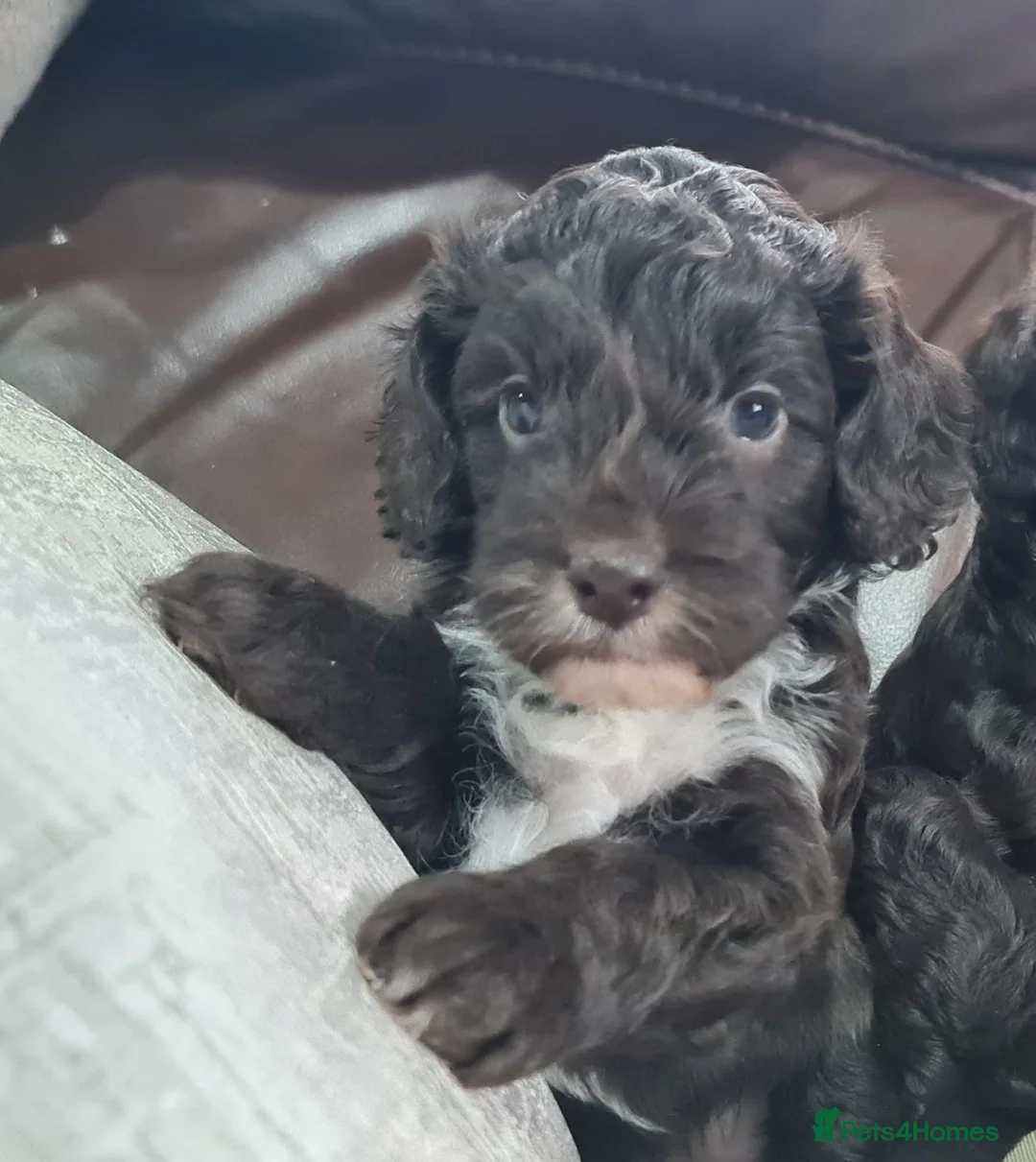 Miniature Poodle dogs for stud: Chocolate Parti Poodle. Toy/Small Miniature stud in Pershore - Advert 6
