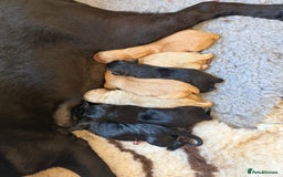 Labrador Retriever dogs for sale: Perfect lab puppy’s  - Image 14