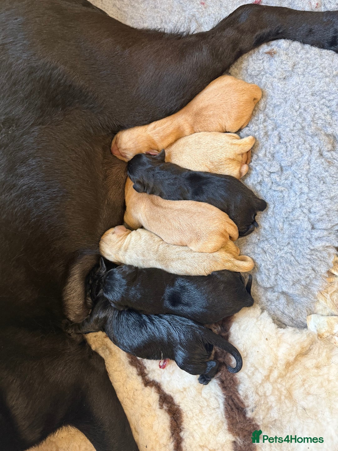 Labrador Retriever dogs for sale: Perfect lab puppy’s  - Image 14