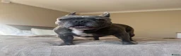 French Bulldog dogs for sale: Rehoming my beloved French bulldog George - Advert 2