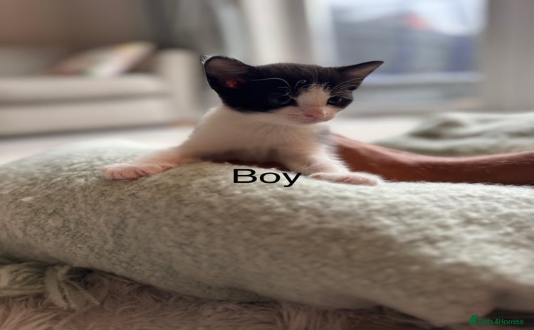 Domestic Shorthair cats - Advert 2