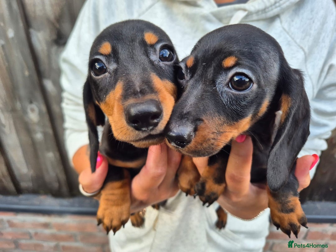 Miniature Dachshund dogs for sale: Miniature smooth dachshund puppies  - Image 15