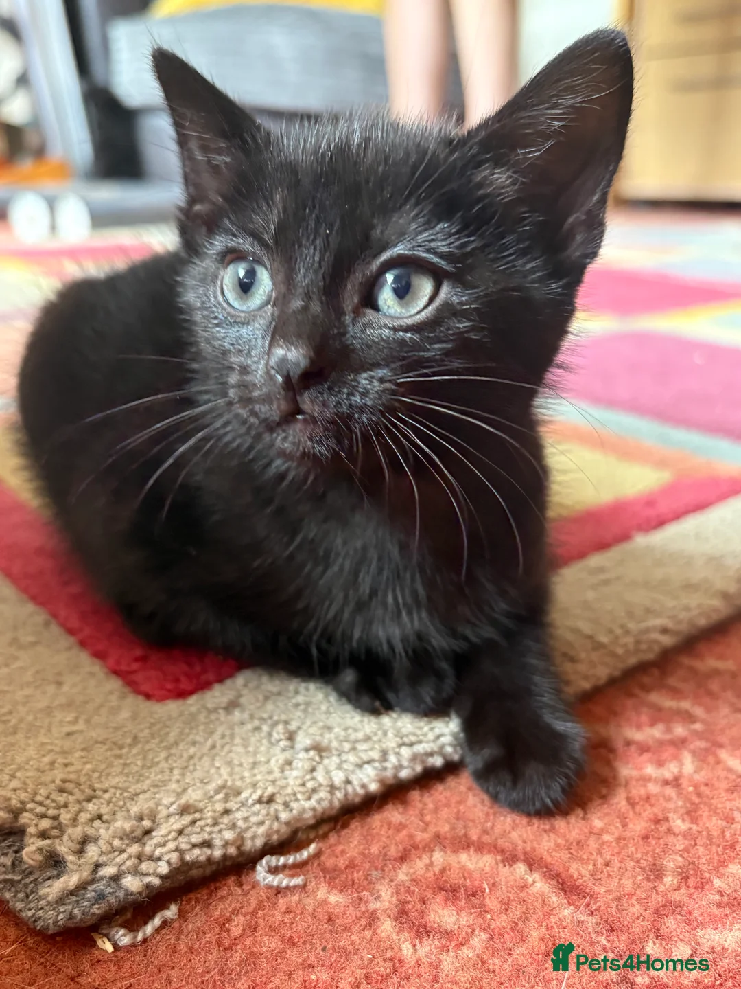 Mixed Breed cats for sale: 2 beautiful black kittens! - Advert 2