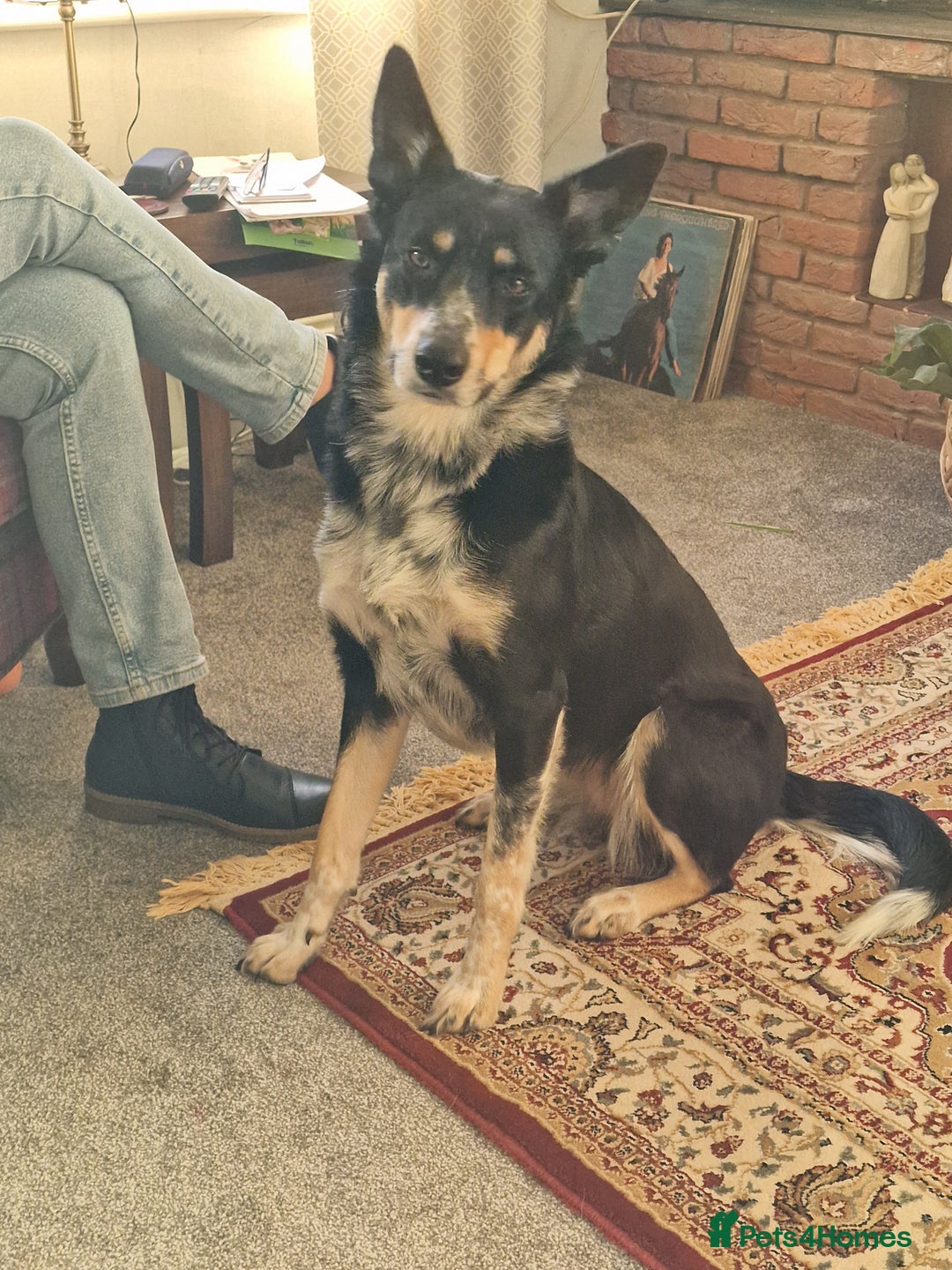 Border Collie dogs for sale: Loving 2yo Border Collie - Great with Kids - Advert 8