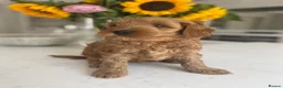 Australian Labradoodle dogs for sale: Australian labradoodles - Advert 4