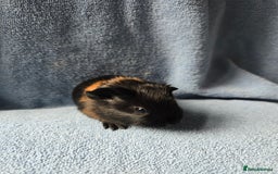 Guinea Pig rodents for sale: Baby Guinea Pigs Taking Reservations.   - Image 6
